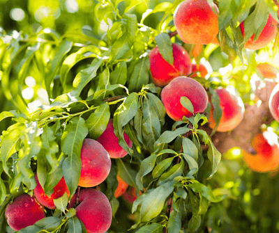 Fruit Tree Planting & Care