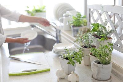 Grow an Indoor Herb Garden This Winter