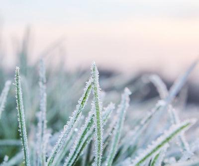 How to Protect Your Lawn from the Cold Weather