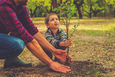 Tree Planting: A Step by Step Guide