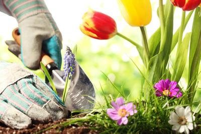 Why You Should Start Gardening This Spring